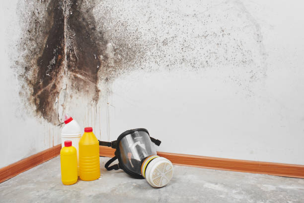 Best Mold Remediation for Specific Building Types in North Bonneville, WA