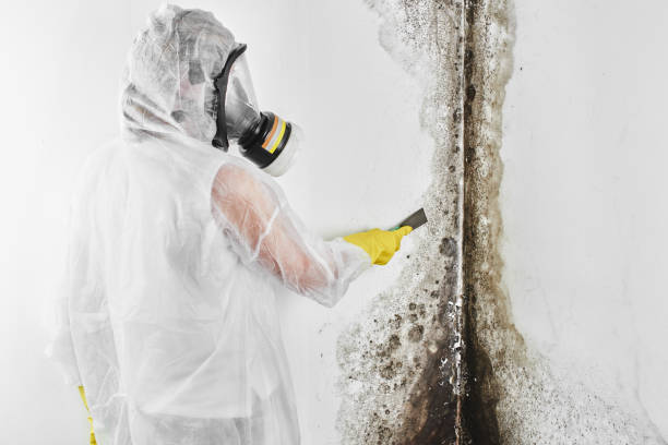 Best Attic Mold Remediation in North Bonneville, WA