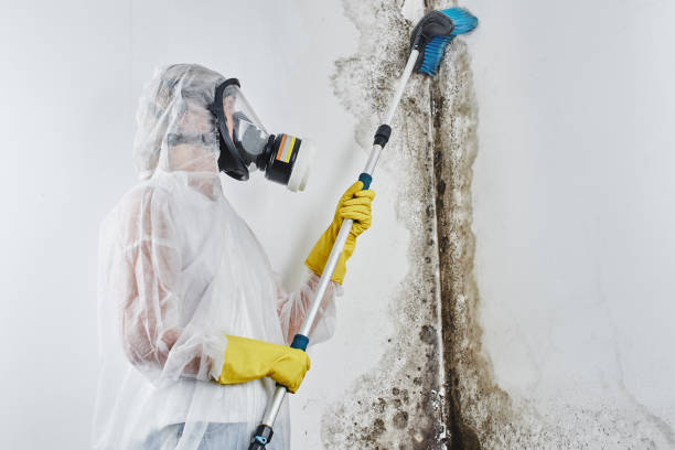 Best Kitchen Mold Remediation in North Bonneville, WA