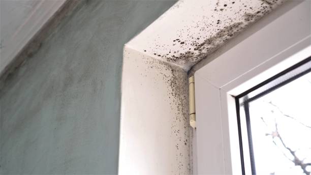 Best Health and Safety Mold Remediation in North Bonneville, WA