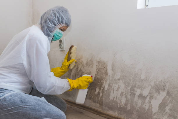 Best Attic Mold Remediation in North Bonneville, WA