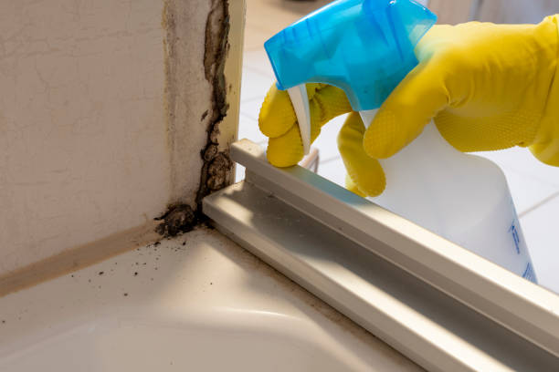 Best Localized Mold Remediation (e.g., coastal areas, humid climates) in North Bonneville, WA