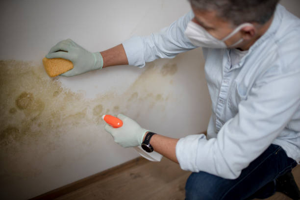 Best Post-Flood Mold Remediation in North Bonneville, WA