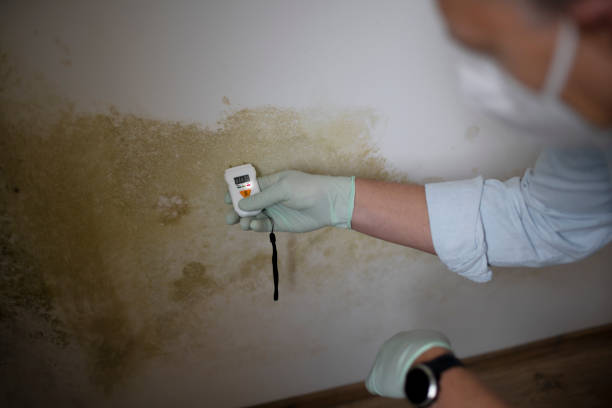 Best Health and Safety Mold Remediation in North Bonneville, WA