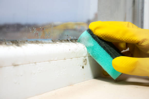 Trusted North Bonneville, WA Mold Remediation Experts