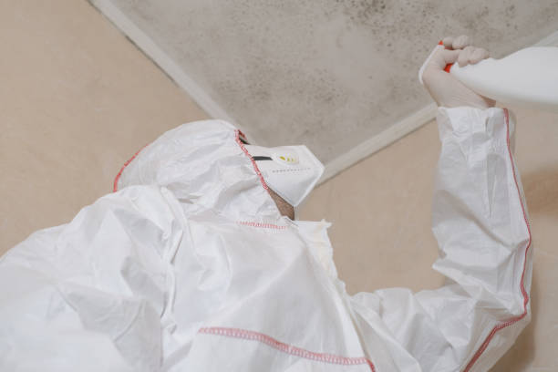Best Black Mold Remediation in North Bonneville, WA