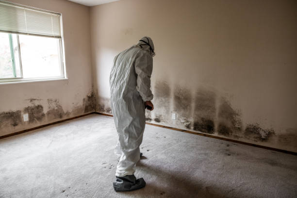 Best Post-Flood Mold Remediation in North Bonneville, WA