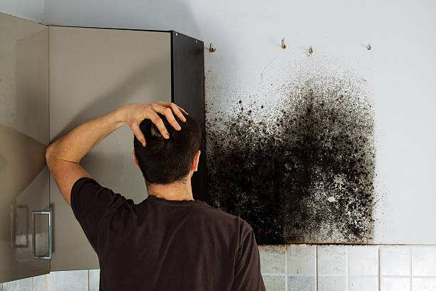 Best Residential Mold Remediation in North Bonneville, WA